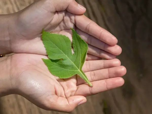 Blog Kinesiología emocional 5 - Primer gran centro de terapias alternativas y Medicina Holística en Barcelona. Atendemos directamente a pacientes y ofrecemos cursos de Medicina Integrativa. Visite nuestro Centro/Escuela o llame al 934 635 572 para mas información.